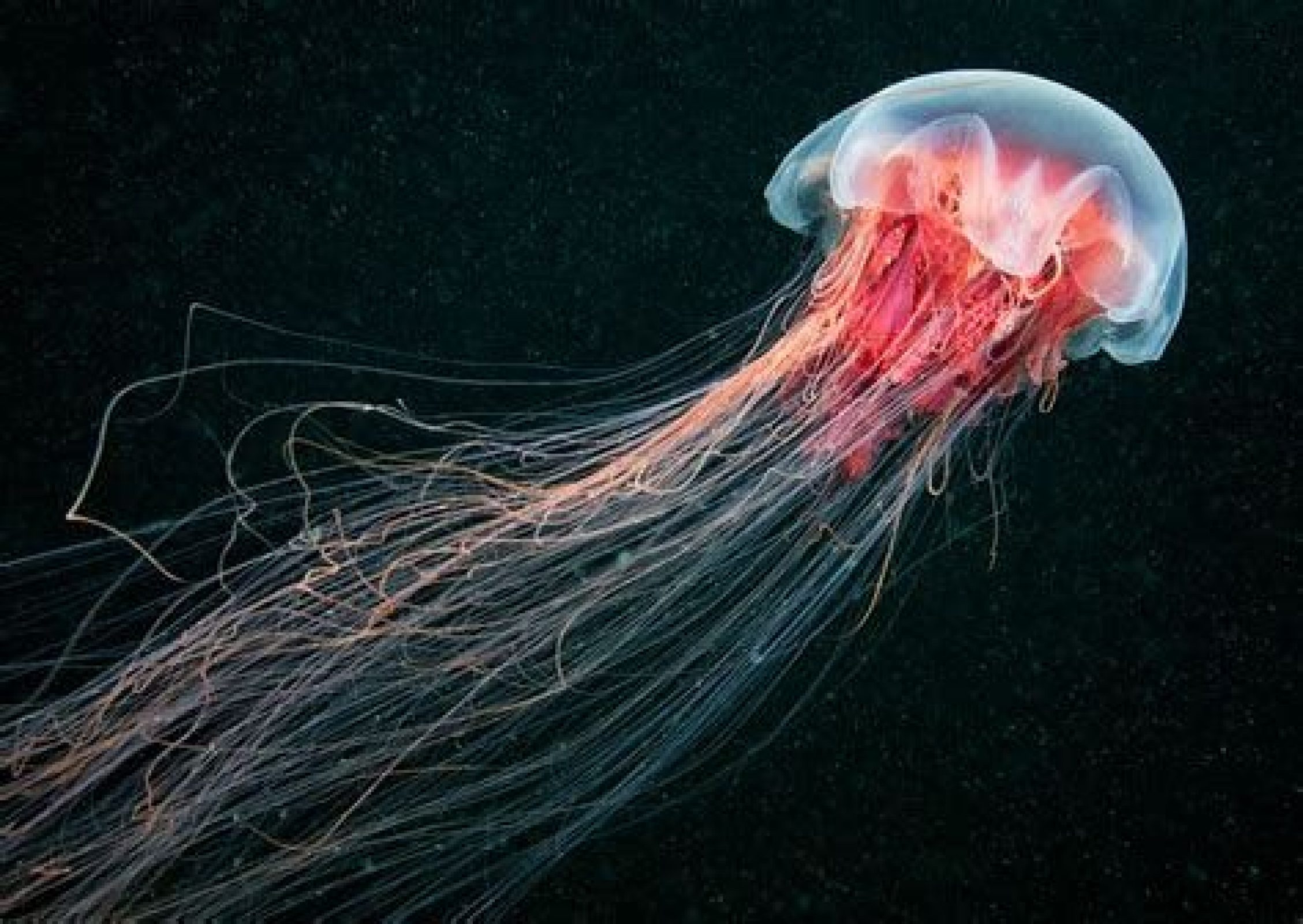 Stunning Jellyfish Shots | Alexander Semenov - Arch2O.com