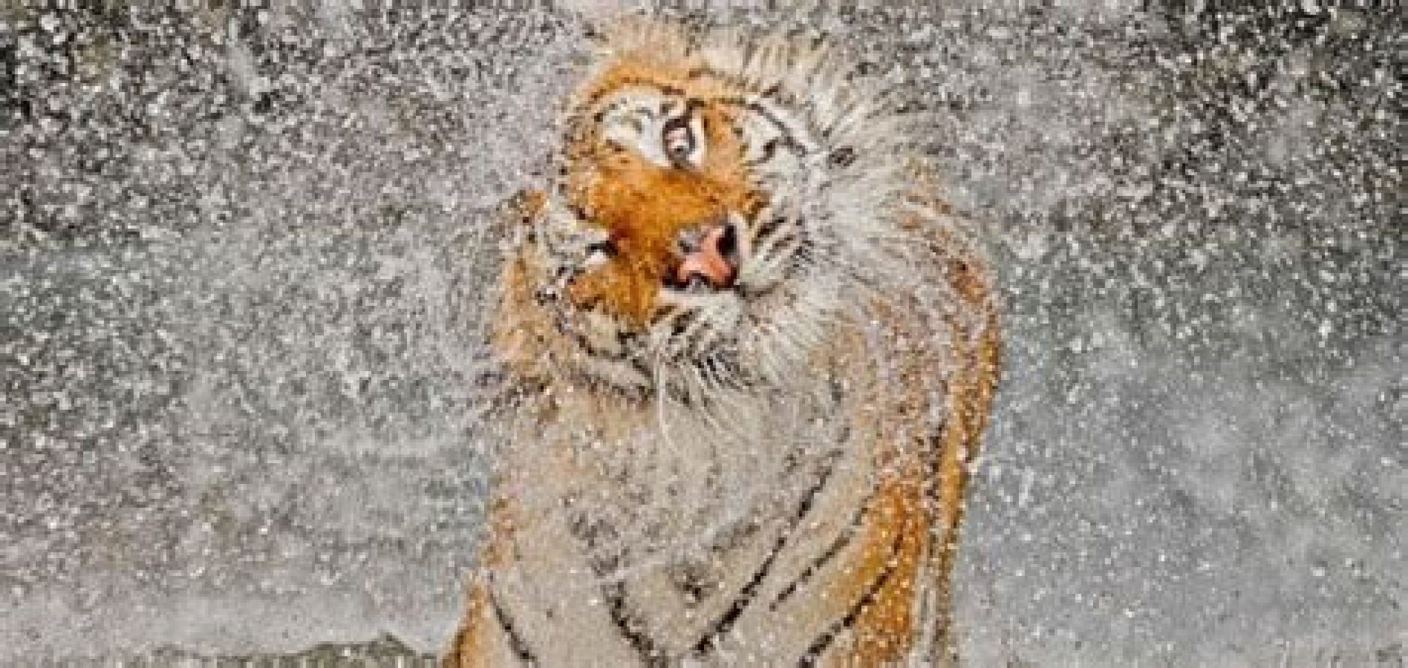 National Geographic 2012 Photos of the Year