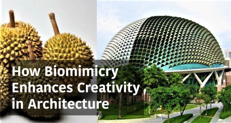 How Biomimicry Enhances Creativity In Architecture - Arch2O.com