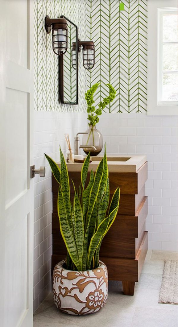 15 Calming Shower Plants to Transform Your Bathroom!