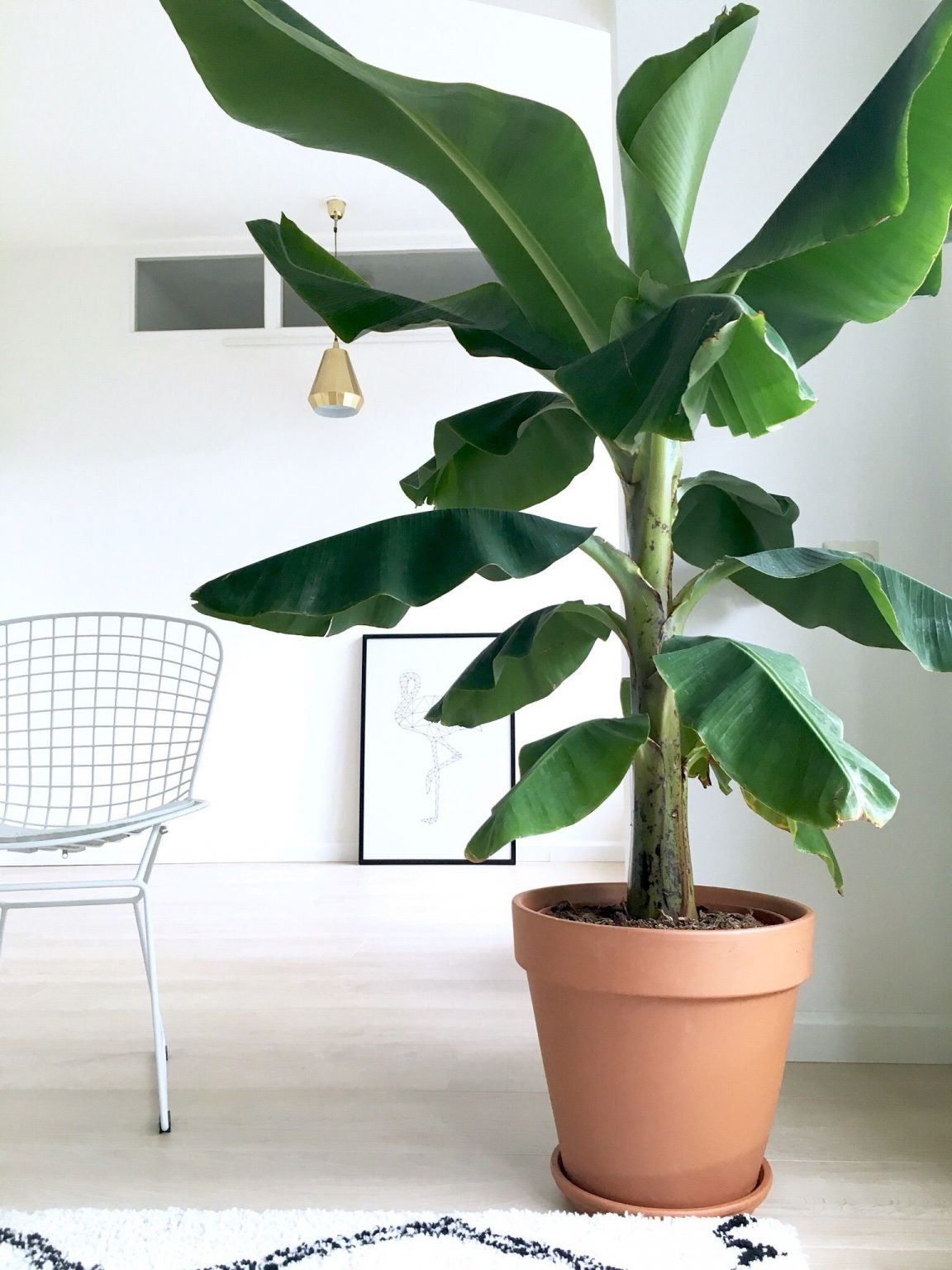 Arch2O 7 Marvelous Houseplant Trends For 2023 You Shouldnt Be Missing 10 1152x1536 
