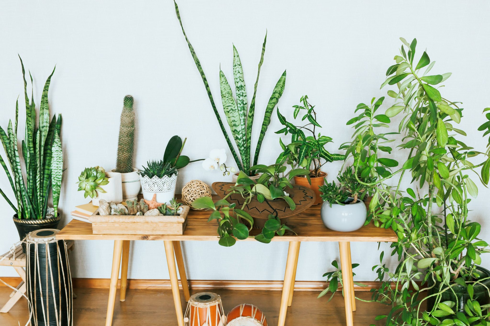Arch2O 7 Marvelous Houseplant Trends For 2023 You Shouldnt Be Missing 2048x1365 