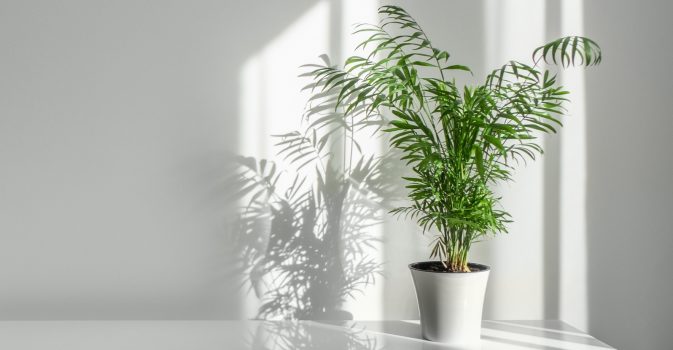 9 Marvelous Houseplant Trends That Will Dominate Our Living Spaces in ...