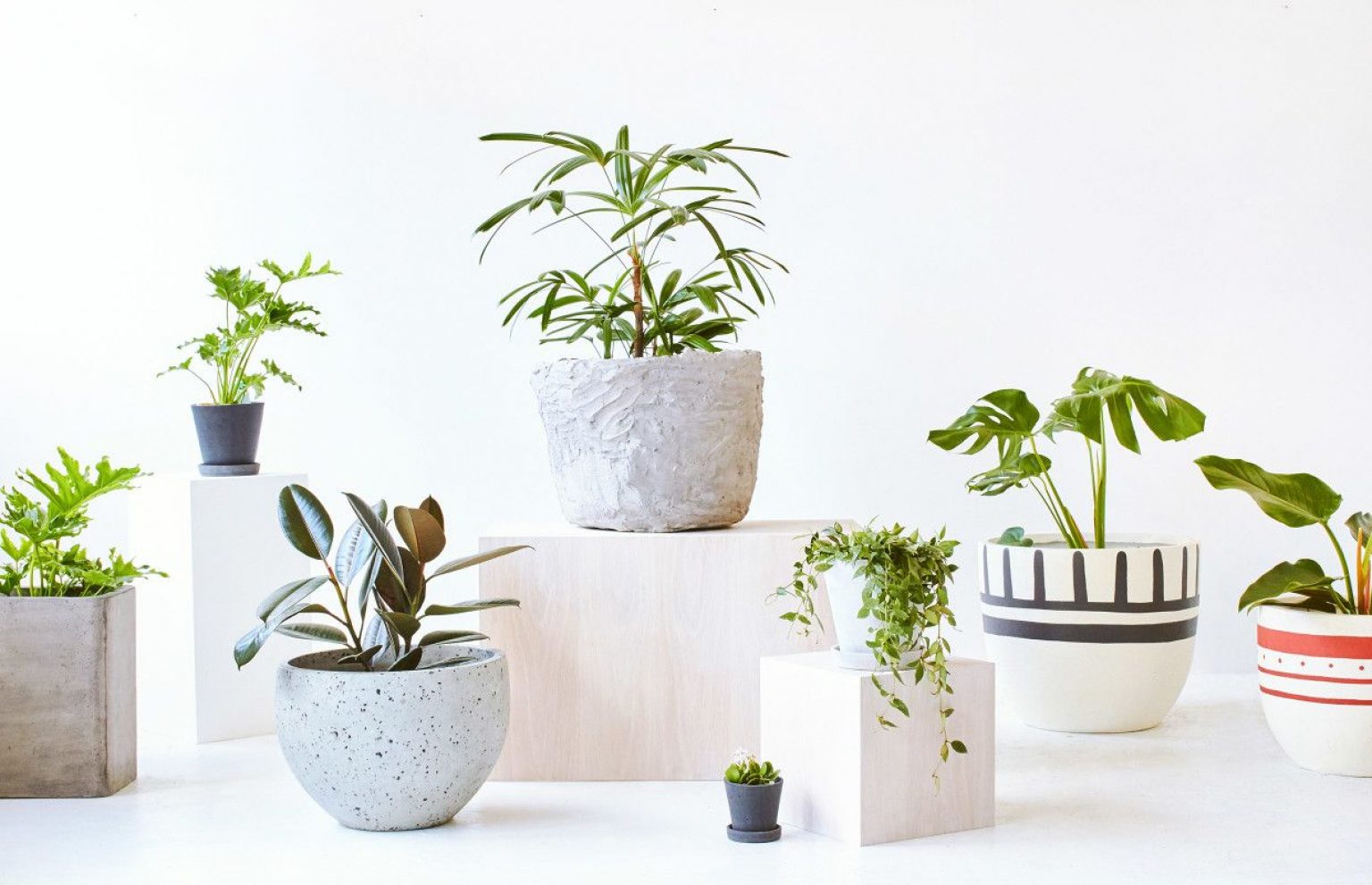 Arch2O 7 Marvelous Houseplant Trends For 2023 You Shouldnt Be Missing 4 1536x991 