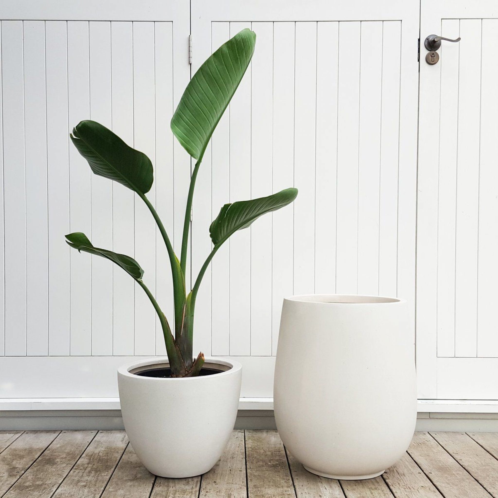 Arch2O 7 Marvelous Houseplant Trends For 2023 You Shouldnt Be Missing 6 2048x2048 