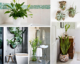 15 Calming Shower Plants to Transform Your Bathroom!