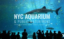 Aquarium NYC | Zuzana Kerulova & Frantisek Kudivani