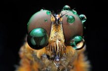 Insects Macro Photography | Shikhei Goh