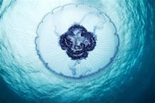 Stunning Jellyfish Shots | Alexander Semenov